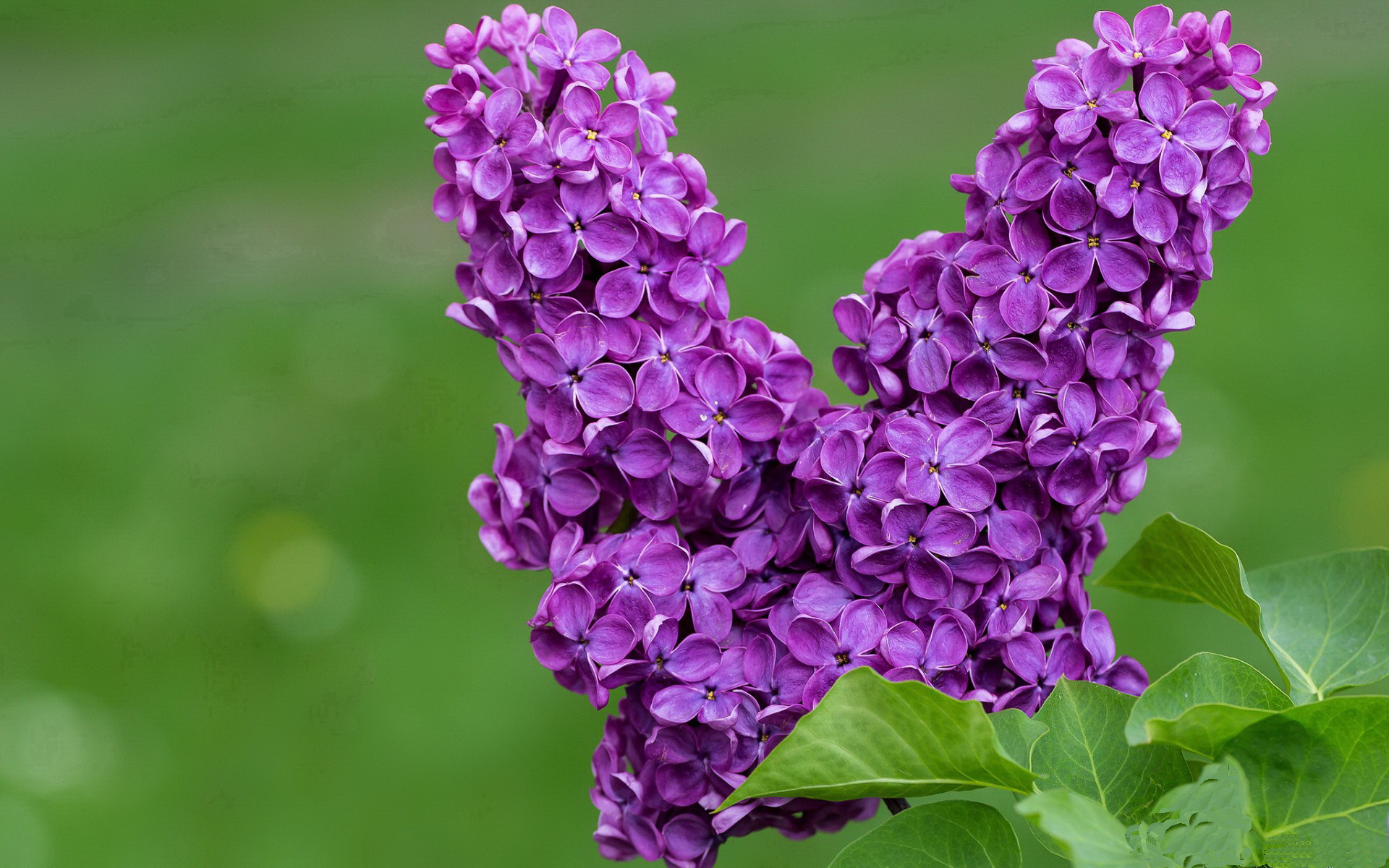 9游电竞站-全国龙舟赛,水上竞技绽放团队风采,专业龙舟比赛