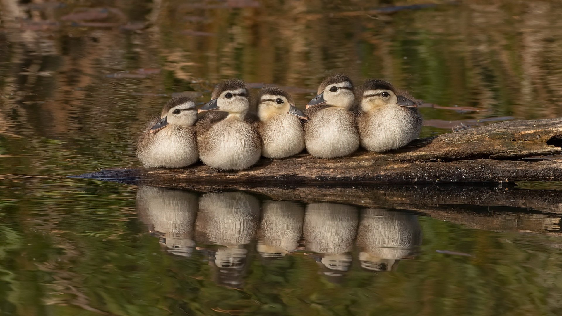九游下载官方正版-德甲比赛精彩不断，战术创新带来无限可能，德甲比赛集锦