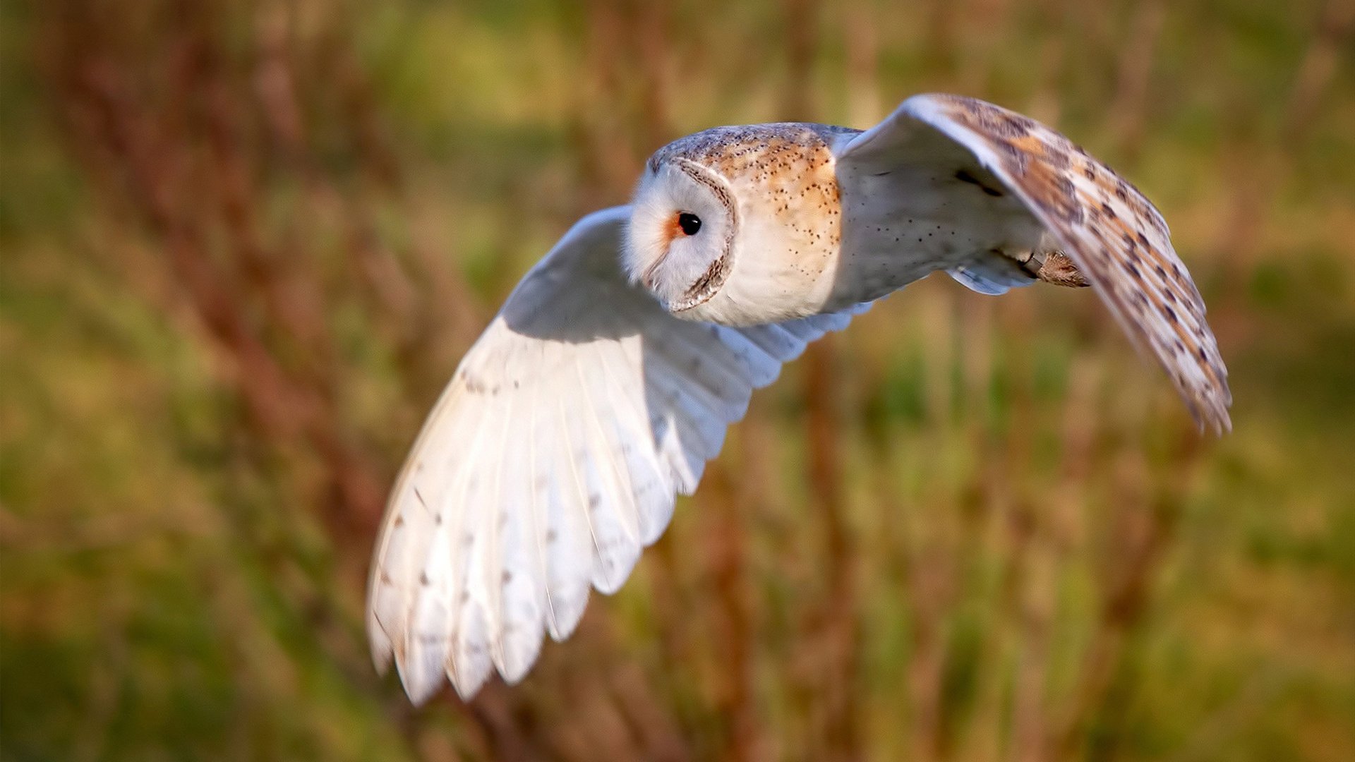 德甲：多支豪门补强中场，争取荣誉，德甲豪门有哪些球队